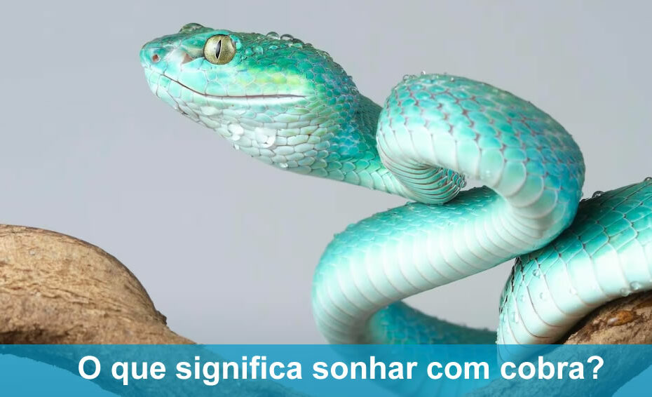 sonhar com cobra