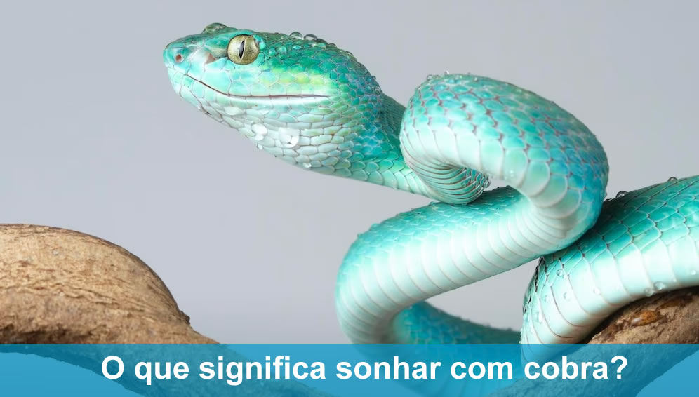 sonhar com cobra