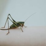 identificar pragas urbanas